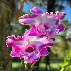 Dendrobium Airy New Normal Dendrobium Airy New Normal